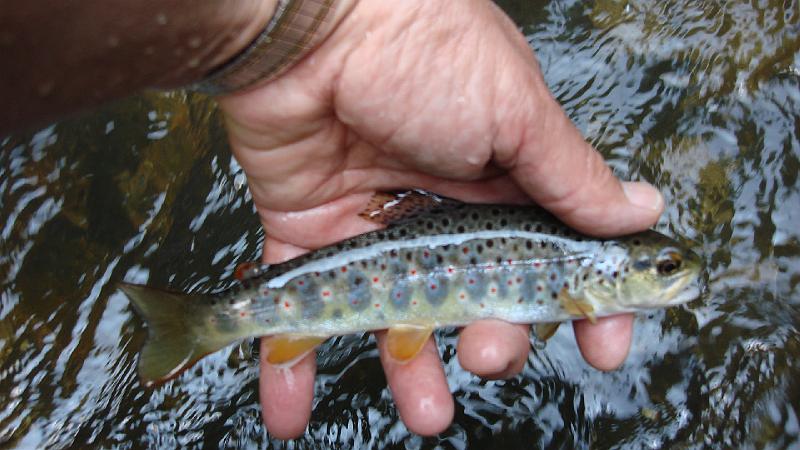 5-30 fish42.JPG